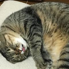いかちゃ