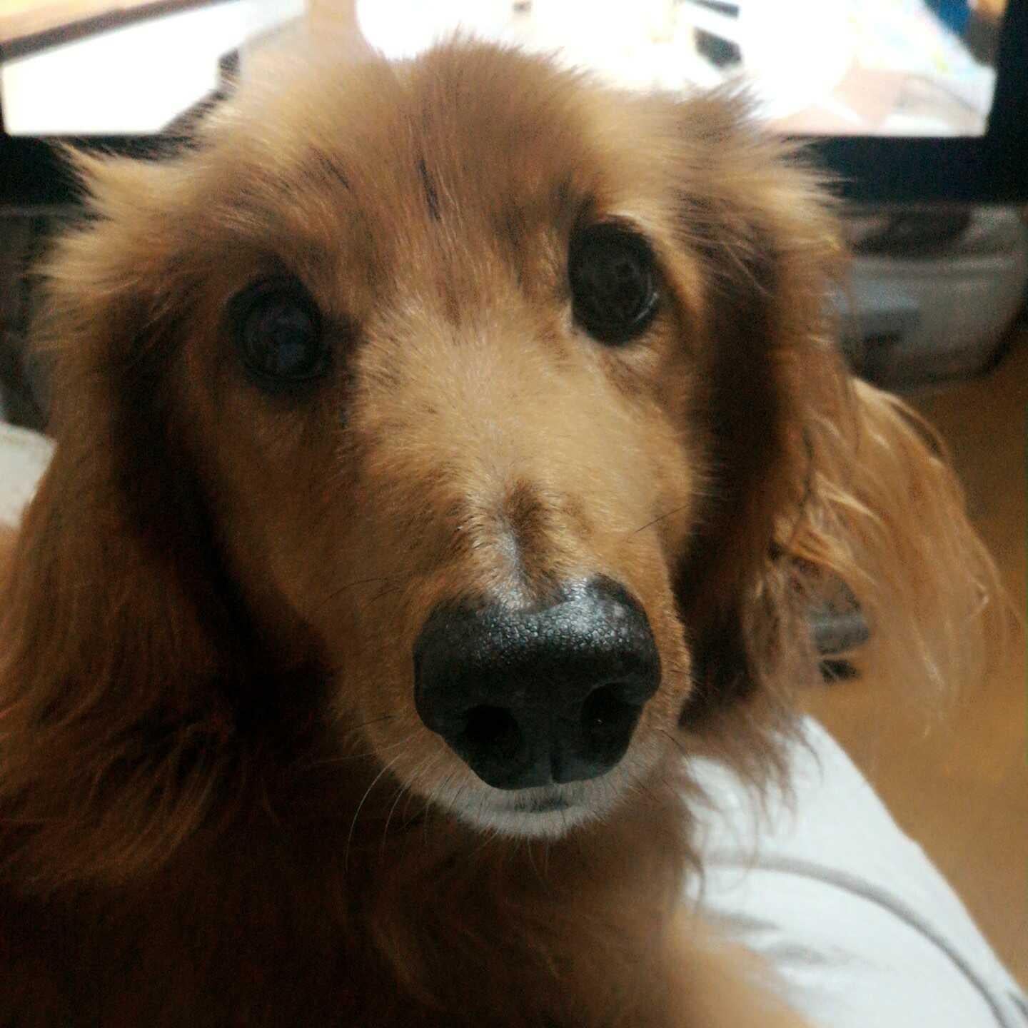 まんぶり会長