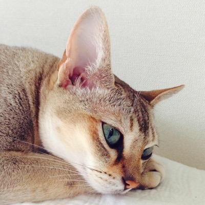 wanwan999@えんどうかずひで