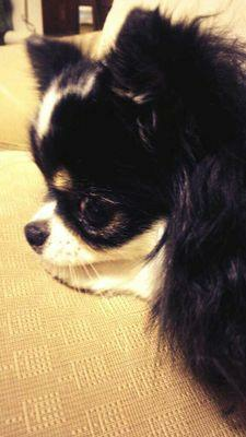 Ryo-cha。