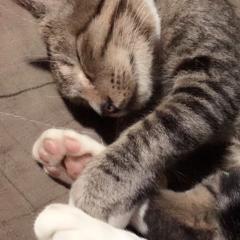 りんご