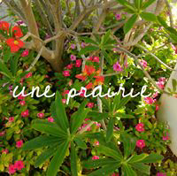Prairie Une