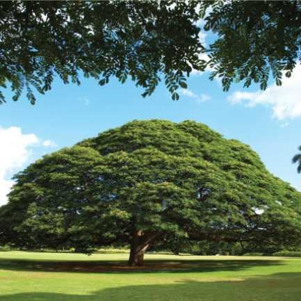 (  ՞ټ՞)ｸｽｸｽ