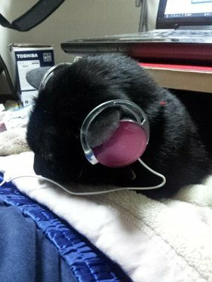 つきねこん
