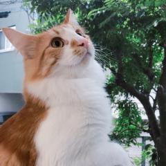 よんよんのオタクトーク☪︎*｡꙳