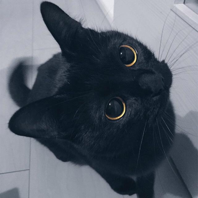 タコ丸