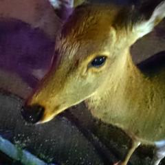 🗾4️⃣7️⃣🦌🍘⛩️🍑