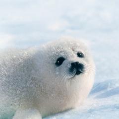 ジャスミンちゃん・もも