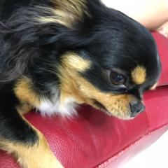 ゆうし
