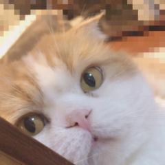 kayo