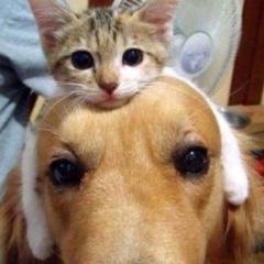 たかろく