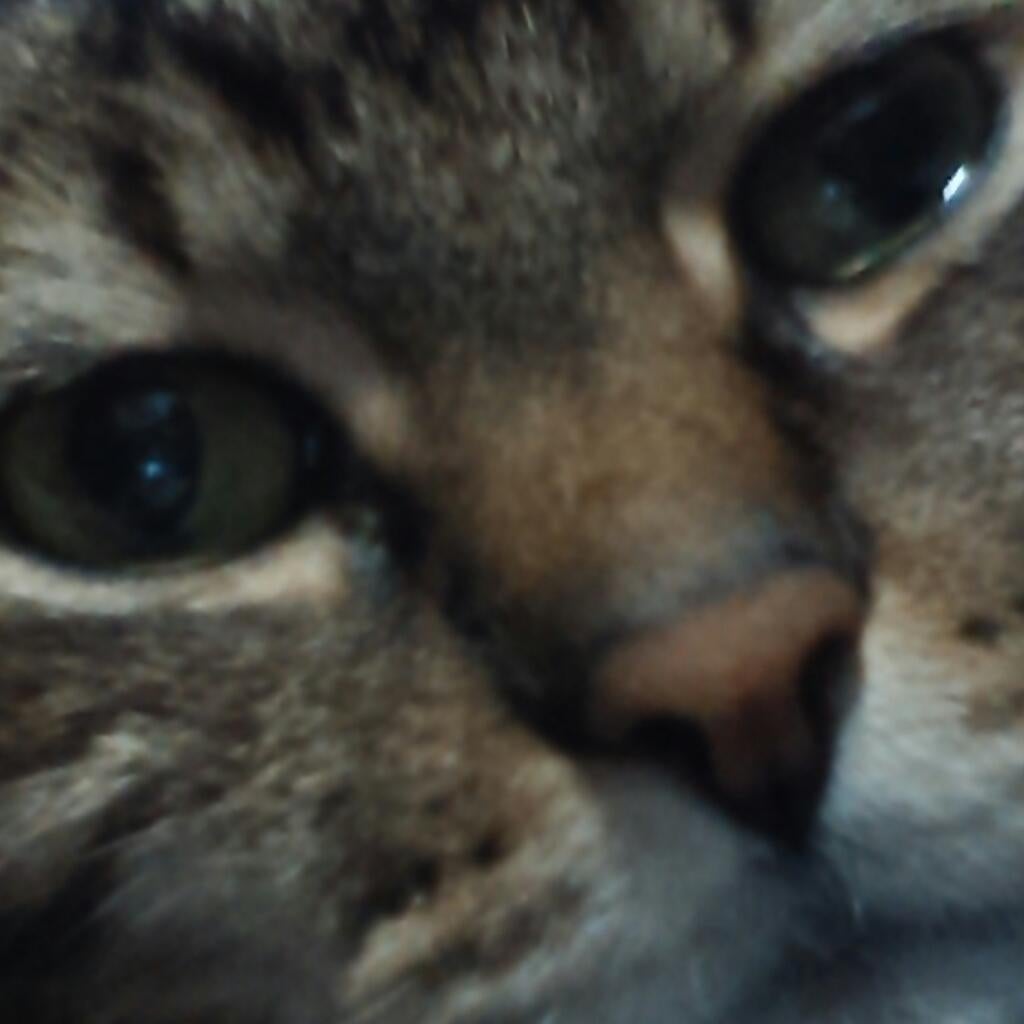 やっぱり猫が好き