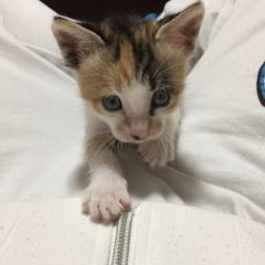 しょー