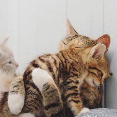 ʚ(๑み•🐽•ゆ๑)ɞ