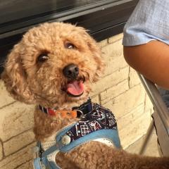 トイプーちゃん