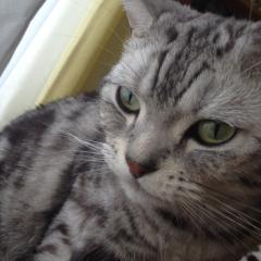 にゃー₍˄·͈༝·͈˄₎◞ ̑̑ෆ⃛
