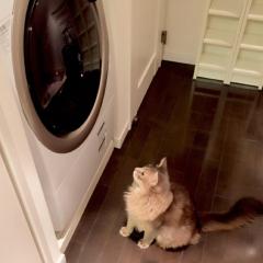 🐈未緒くん用トーク🐈