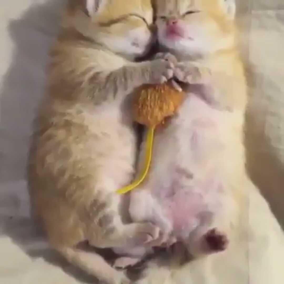 未緒さん専用    ｷﾃｸﾚﾙｶﾅｰ