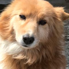 サブちゃん