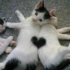 くろねこ