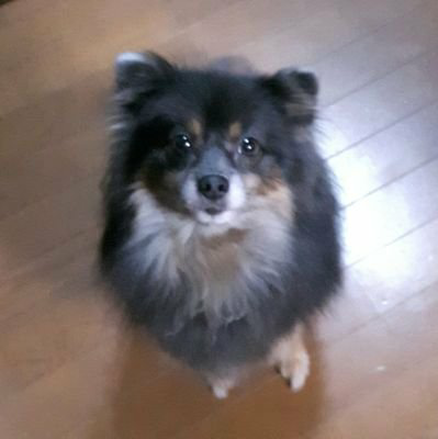 しょーやのトーク