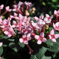 しゅんたんのトーク