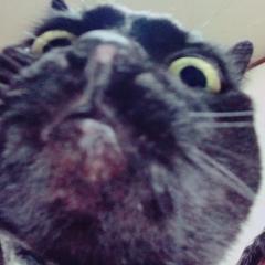 たまたん