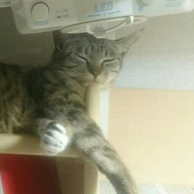 トム猫