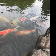 犬タッキーのトーク