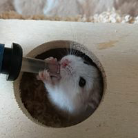 ちえのトーク