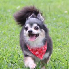 kazu(わんわん♪)