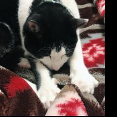 ともき