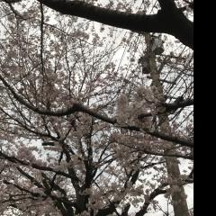 ユキノブ