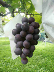 まんぶり会長のトーク