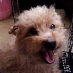 えびふらいのしっぽのトーク