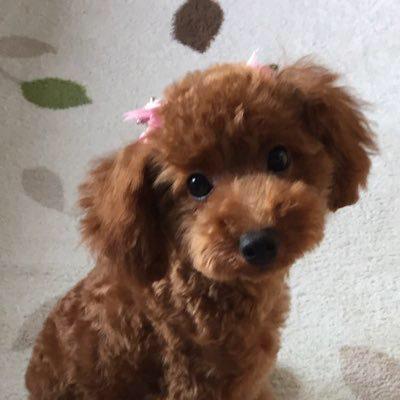 ミニオンのトーク