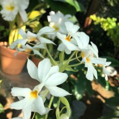 大好きなアイドルについて語るトーク