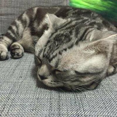 カタカーション