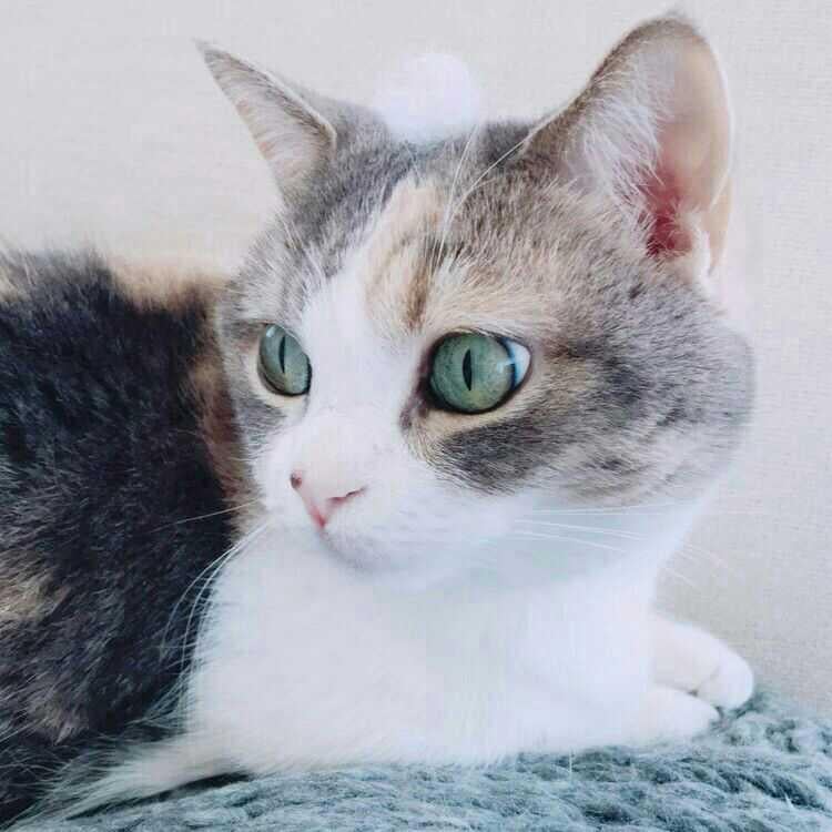 猫好きฅ( ͒ᵕ̳◡ᵕ̳ ͒)｡o○