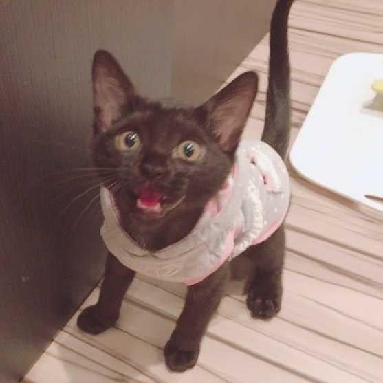 ライ