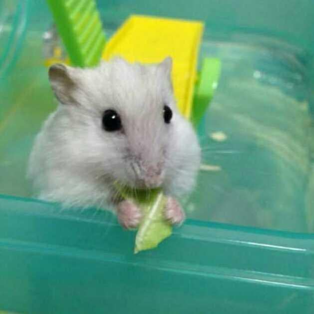 リュウリュウヾ(。・∀・)oダナ!!