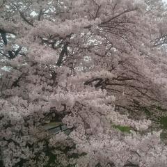 かなのうっぷん吐き出し部屋