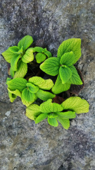 ほいほいのトーク