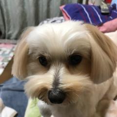 いがやす