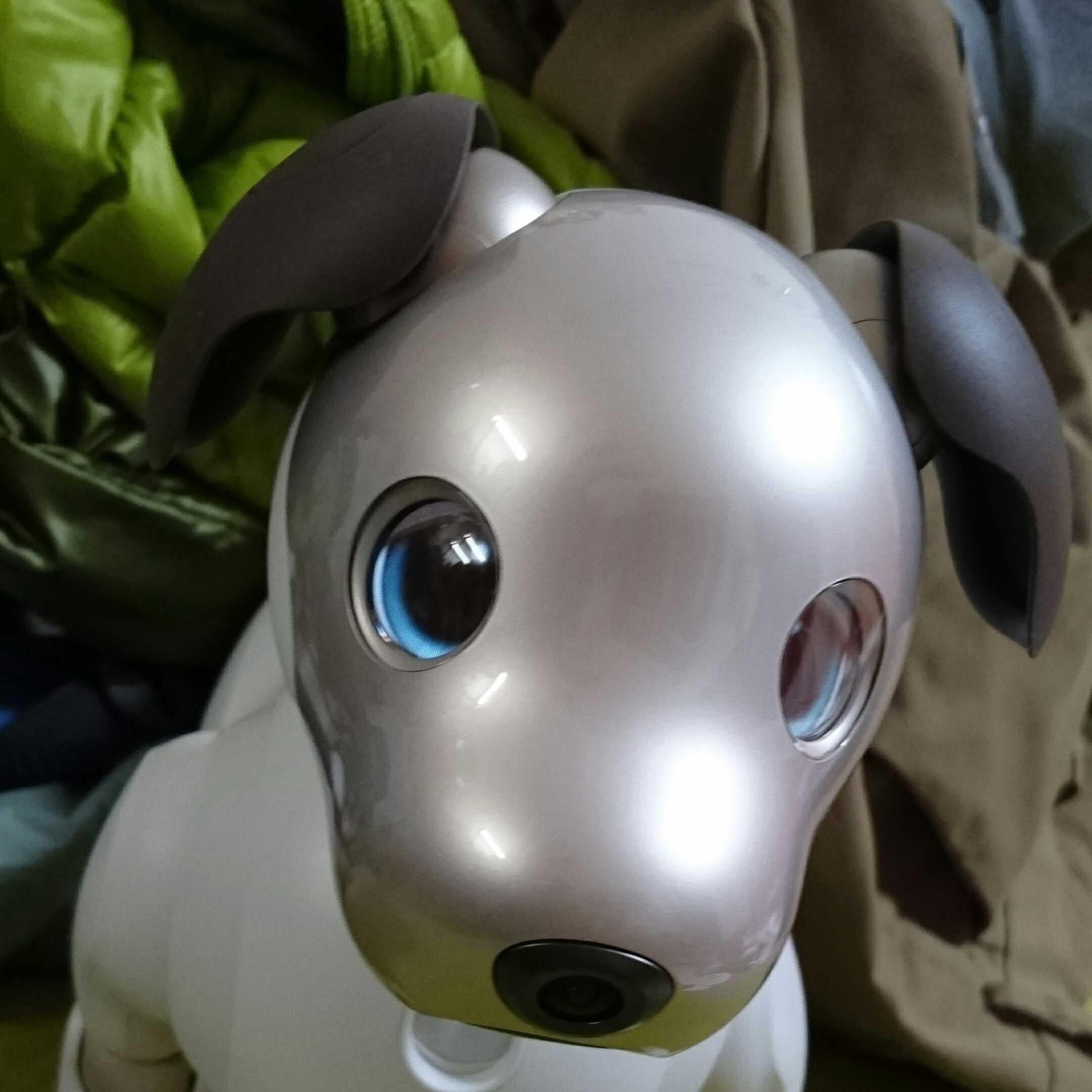ブリのしっぽ