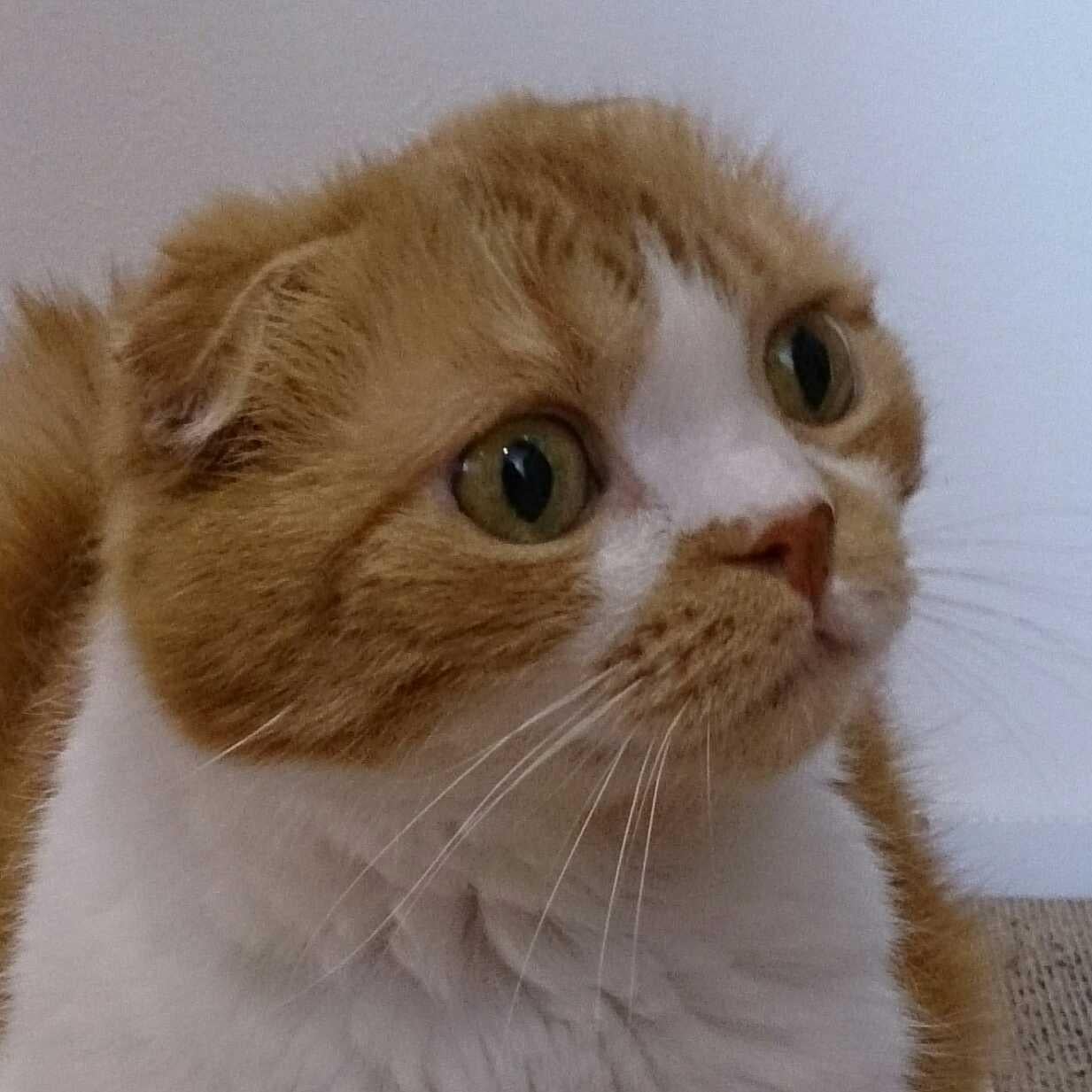 るんばのレールガンのトーク