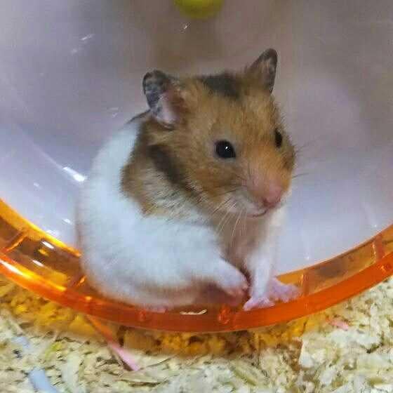 とどごりmowくんの楽しい仲間