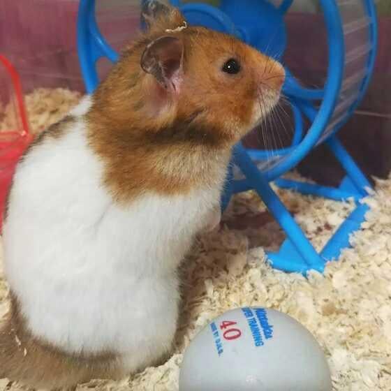 mowくんの楽しい仲よしトーク