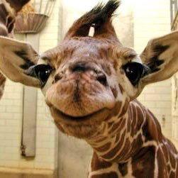 きりんのトーク