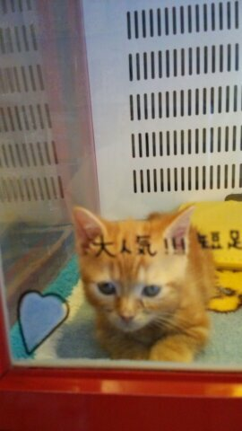 フルセット